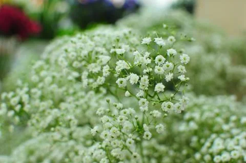 Small white flowers Stock Photos