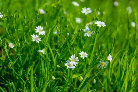 Small white flowers Stock Photos