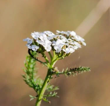 Small white flowers Stock Photos