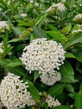 Small white flowers Stock Photos