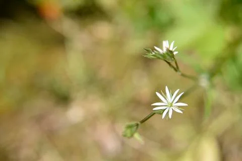Small white flowers in the shape of the star, close-up Stock Photos