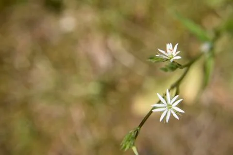 Small white flowers in the shape of the star, close-up Stock Photos