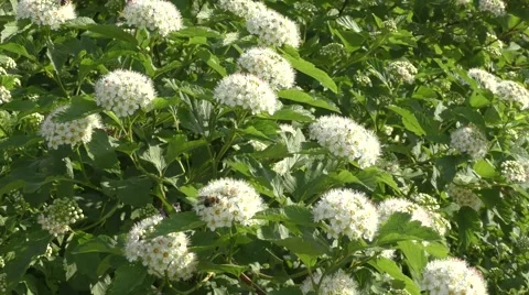 Small white flowers of spiraea. Stock Footage 66756401