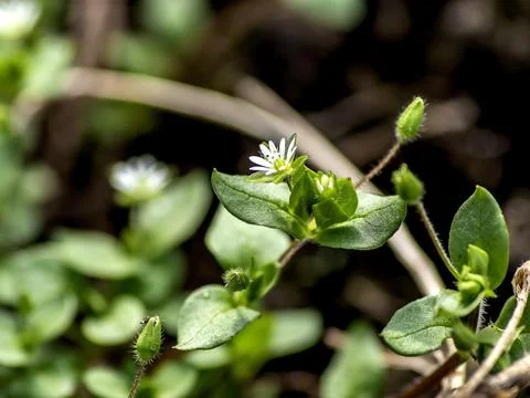 Small white flowers in the spring, macro Foto stock