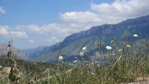 Small white flowers sway in the wind Stock Footage 127734670
