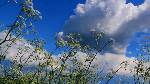 Small white flowers swaying in the wind against the bright blue sky Stock Footage 76848873