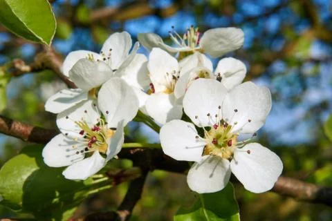Small white flowers on a tree in the spring Stock Photos