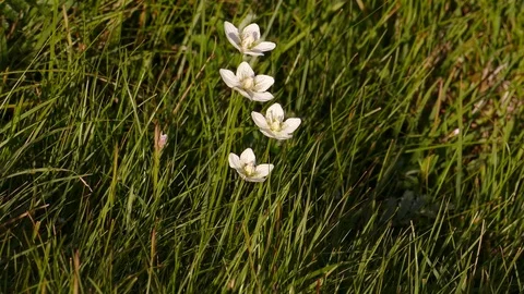 Small white flowers tremble in the wind. Stock Footage 82221909