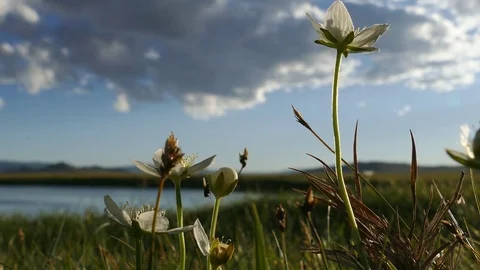 Small white flowers tremble in the wind against lake and the beautiful sky. Vídeo Stock 82221977