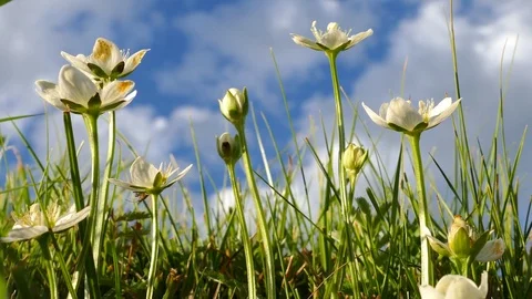 Small white flowers tremble in the wind against the beautiful sky. Stock Footage 82222009