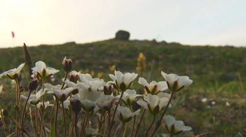 Small White Flowers in the Tundra Stock Footage 59512697