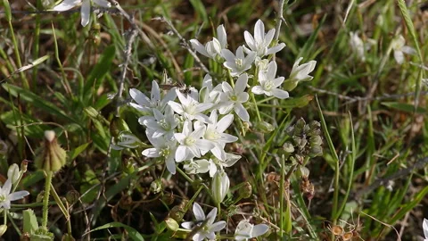 Small white flowers on wind Vídeos de archivo 97498921