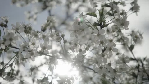 Small white flowers in the wind Stock Footage 341342374