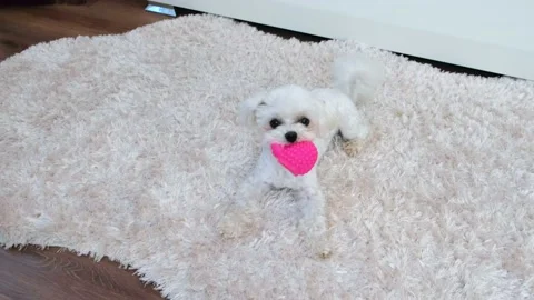 A small white fluffy dog is playing with a pink rubber toy on a fluffy rug Stock Footage 164264058