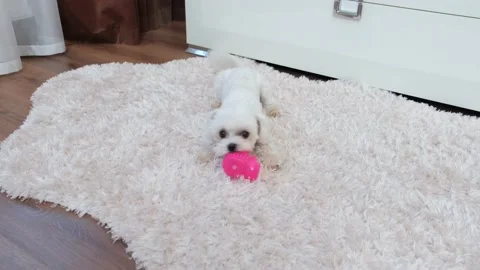 A small white fluffy dog is playing with a pink rubber toy on a fluffy rug Stock Footage 165509142