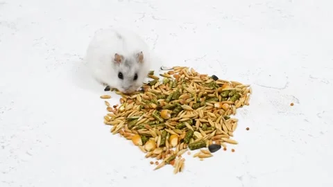 A small white fluffy hamster is washed on a white background next to a bunch of Stock Footage 154764103