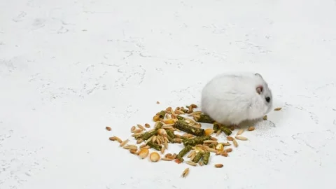 A small white fluffy hamster washes and looks on a white background next to a Stock Footage 154906665