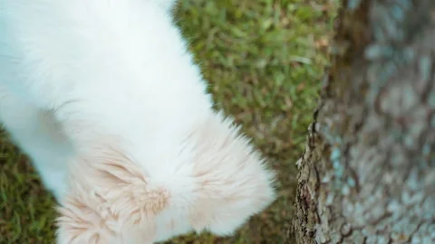 Small white fluffy puppy eating tree bark because of necessary vitamins Stock Footage 241147653