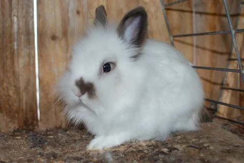 Small white fluffy rabbit in a cage Foto stock
