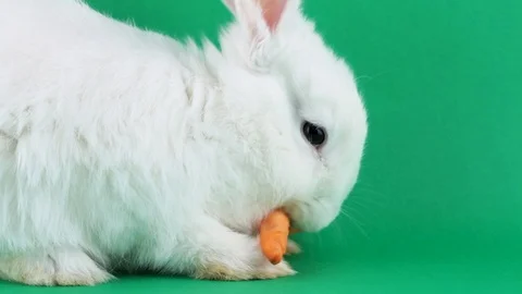 A small white fluffy rabbit eats a carrot in close-up on a green background. Stock Footage 124087978