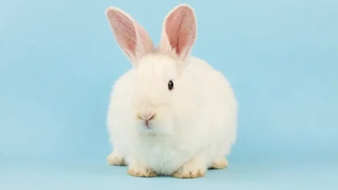 A small white fluffy rabbit looks Stock Footage 124088464