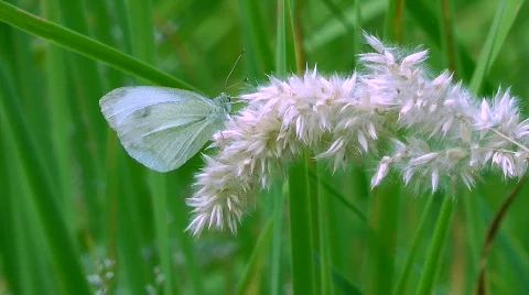 Small white Stock Footage 780489