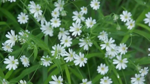 Small white forest spring flowers sway in the wind Stock Footage 152679030