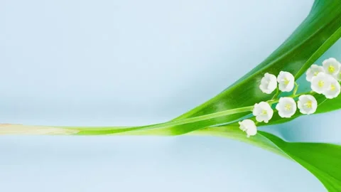 Small white fragrant lily of the valley flower with green leaves lies Stock Footage 161173310
