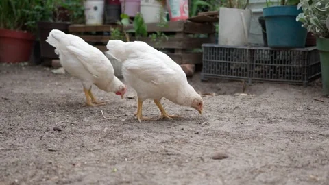Small white free range chickens looking for worms, little town of mexico Stock Footage 276389828