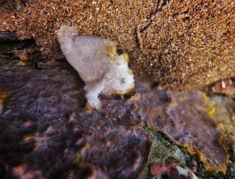 Small white frog fish Stock Photos