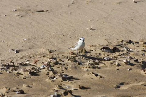 Small White-fronted Plover Bird On Beach Sand (Charadrius marginatus) Stock Photos