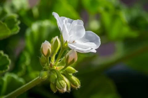 Small white geranium in the garden Stock-Fotos