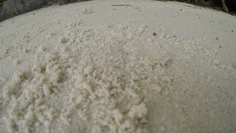 Small white Ghost crab (Ocypode) running on white beach sand close to nest, Stockbeeldmateriaal 143683328