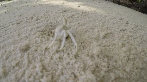 Small white Ghost crab (Ocypode) crawling out of hole/nest on white beach, Stockbeeldmateriaal 143683337