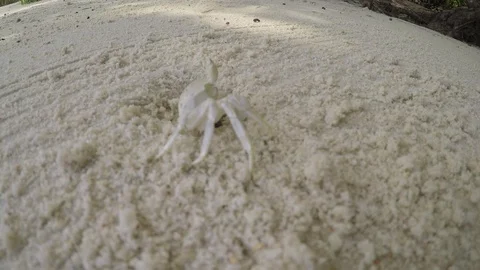 Small white Ghost crab (Ocypode) near hole/nest on white beach sand with caution Stockbeeldmateriaal 143683342