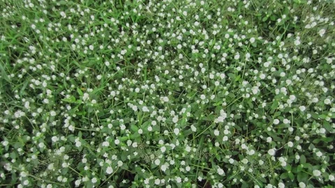 Small white Globe spinach flower Stock Footage 205540212
