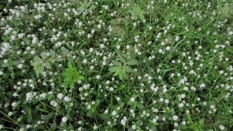 Small white Globe spinach flower Video stock 205540234