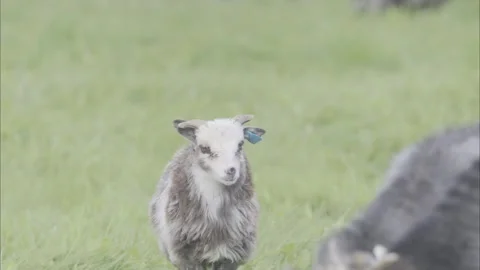 A Small White Goat Looking Back and Forth at the Camera Stock Footage 327823023