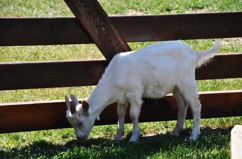 Small white goat. Stock Photos