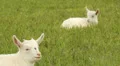 Small white goats in the meadow Vídeos en HD