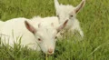 Small white goats in the meadow Vídeos en HD