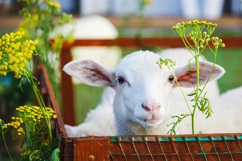 Small white goats in a small paddock on a farm. Farm, cattle Stock Photos