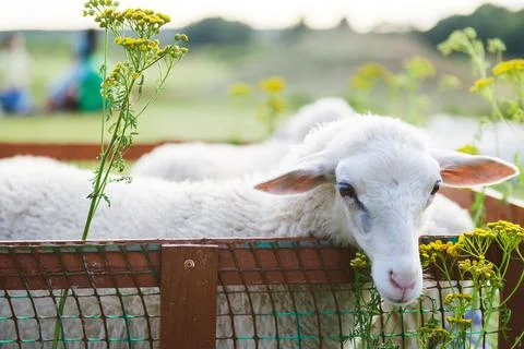 Small white goats in a small paddock on a farm. Farm, cattle Stock Photos