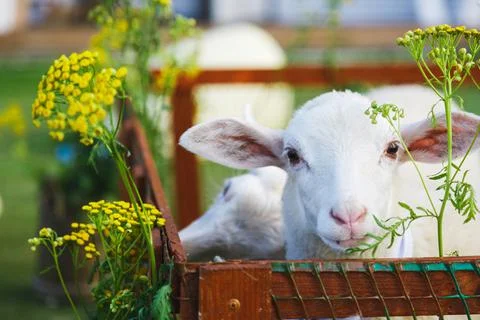 Small white goats in a small paddock on a farm. Farm, cattle Foto stock