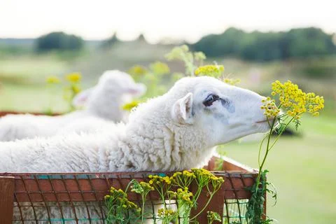 Small white goats in a small paddock on a farm. Farm, cattle Stock Photos