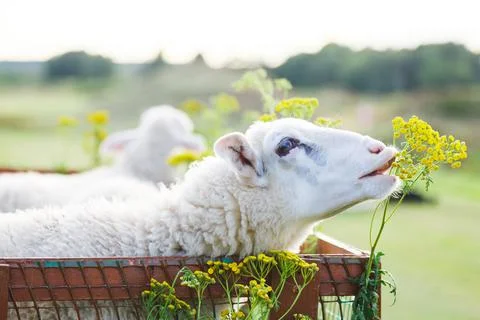Small white goats in a small paddock on a farm. Farm, cattle Stock Photos