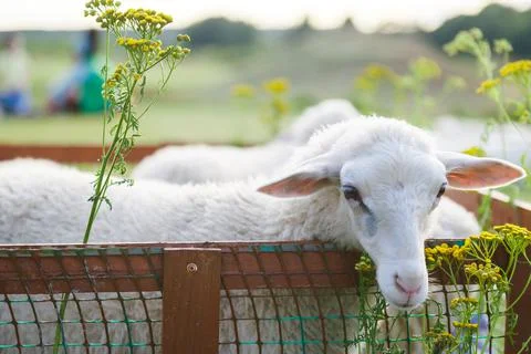 Small white goats in a small paddock on a farm. Farm, cattle Stock Photos