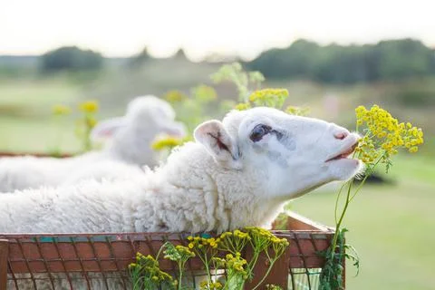 Small white goats in a small paddock on a farm. Farm, cattle Stock Photos