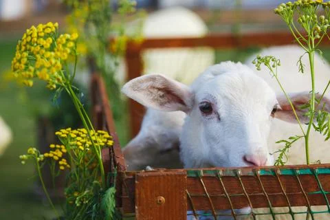 Small white goats in a small paddock on a farm. Farm, cattle Stock Photos