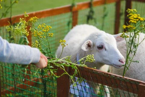 Small white goats in a small paddock on a farm. Farm, cattle Stock Photos